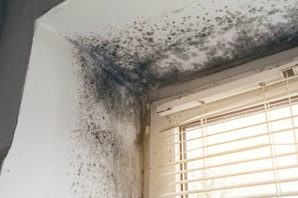 Trusted Black Mold Removal service in Graham, NC - Cheap Mold Removal